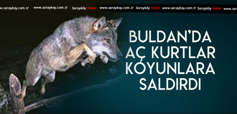 AÇ KURTLAR KOYUNLARI TELEF ETTİ