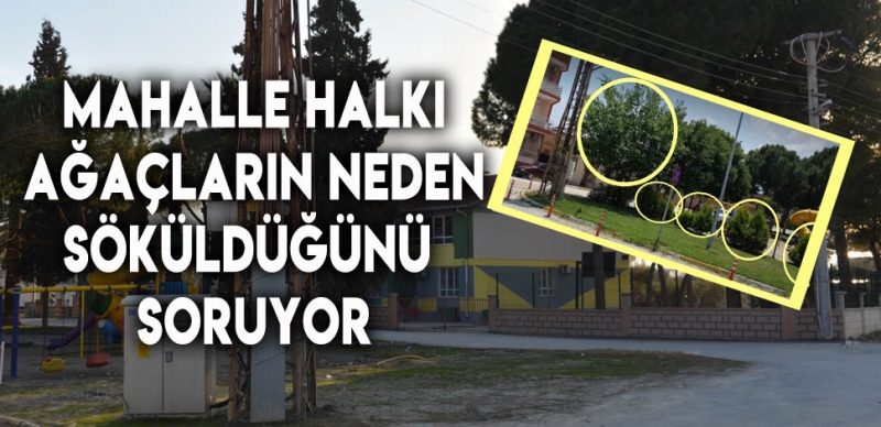 AŞAĞI MAHALLE SAKİNLERİNİN EN MERAK ETTİĞİ KONU AĞAÇLAR 