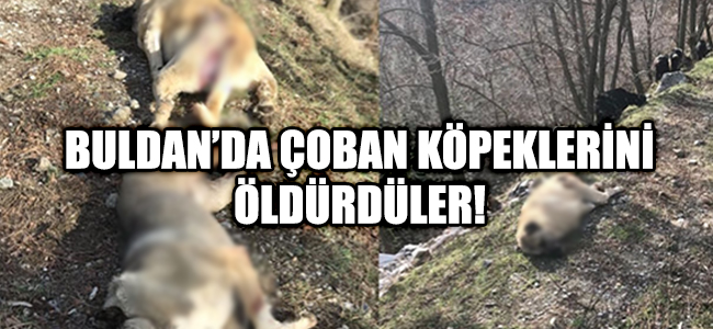 Buldan'da Çoban Köpeklerini Öldürdüler!