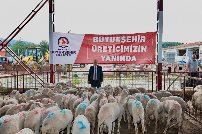 Büyükşehir damızlık koç ve teke dağıtımı sürüyor