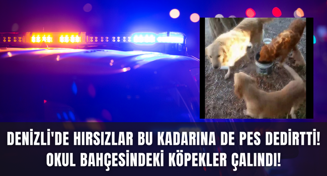 Denizli'de Hırsızlar bu kadarına pes dedirtti!  Anaokulu bahçesinden iki köpeği çaldılar!