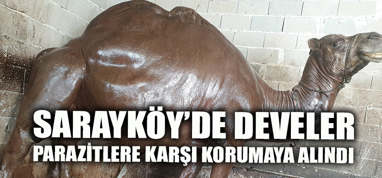 DEVELER PARAZİTE KARŞI KORUMAYA ALINDI