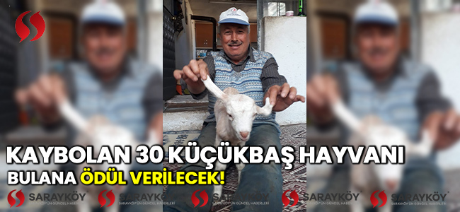 Kaybolan 30 küçükbaş hayvanı bulana ödülü verilecek 