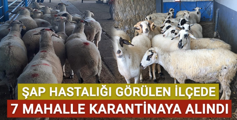 Şap hastalığı görülen ilçedeki 7 mahalle karantinaya alındı!