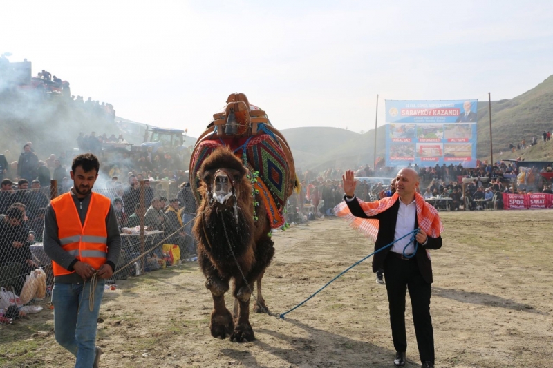 Sarayköy deve güreşi 10 bin kişiyi ağırladı