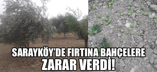 Sarayköy'de fırtına bahçelere zarar verdi!