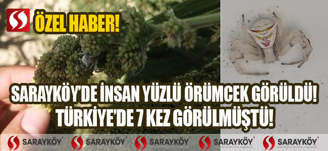 Sarayköy'de insan yüzlü örümcek görüldü! Türkiye'de 7 kez görülmüştü!