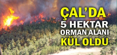 5 HEKTAR ORMAN ALANI YOK OLDU