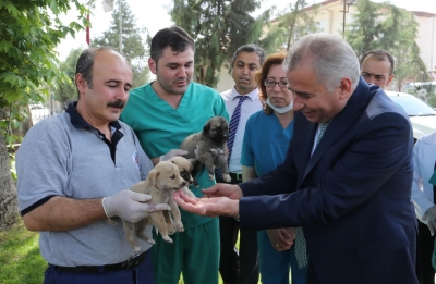 Denizli'de sokak hayvanları sahipsiz değil