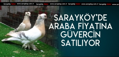 KUŞ SEVERLER SARAYKÖY'DE BULUŞUYOR 