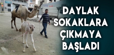 RÜZGAR DAYLAK SARAYKÖY SOKAKLARINDA 