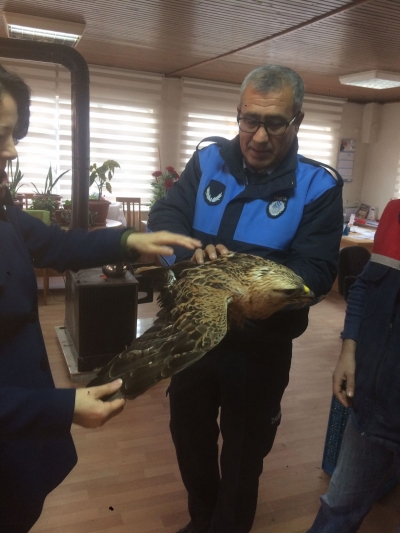 Sarayköy’de yaralı şahin bulundu