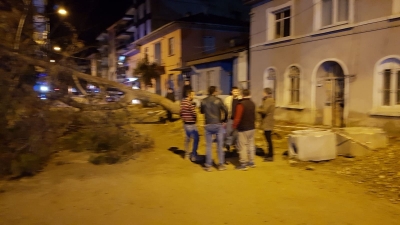 Şiddetli rüzgar Sarayköy'de yarım asırlık ağacı devirdi