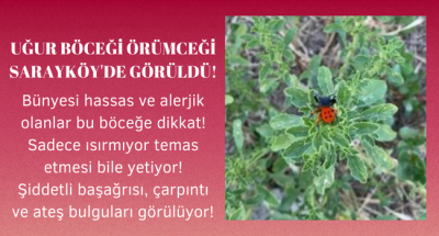 Uğur böceği gibi görünüyor fakat hiç masum değil! Zehirli örümcek Sarayköy'de görüldü!